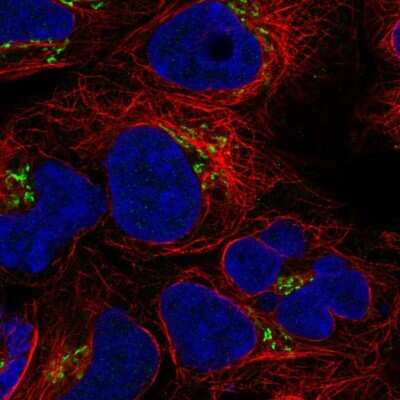 Immunocytochemistry/ Immunofluorescence: BLOS3 Antibody [NBP2-55573]