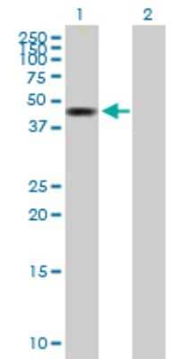 Western Blot: BLU Antibody [H00051364-B01P]