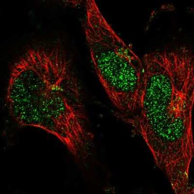 Immunocytochemistry/ Immunofluorescence: BLZF1 Antibody [NBP2-57824]