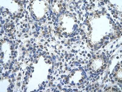 Immunohistochemistry-Paraffin: BLZF1 Antibody [NBP3-10474]