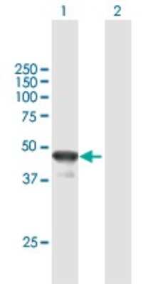 Western Blot: BLZF1 Antibody [H00008548-B01P]