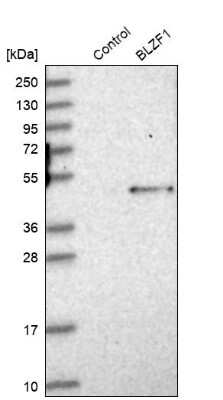 Western Blot: BLZF1 Antibody [NBP1-83082]