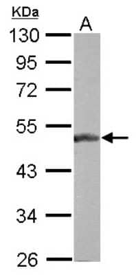 Western Blot: BLZF1 Antibody [NBP2-15596]
