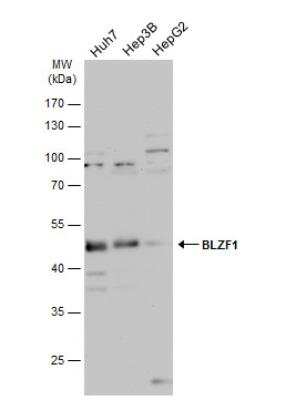 Western Blot: BLZF1 Antibody [NBP2-15596]