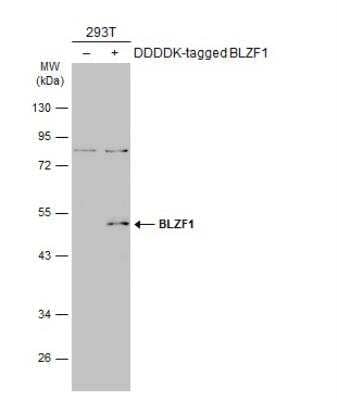 Western Blot: BLZF1 Antibody [NBP2-15596]