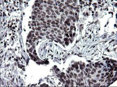 Immunohistochemistry: BMAL1 Antibody (OTI1H6) [NBP2-46544]