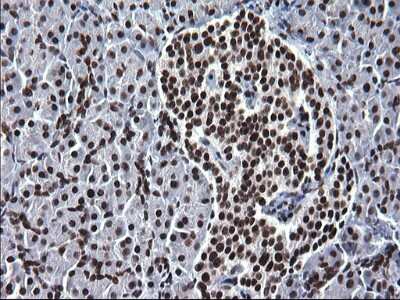 Immunohistochemistry: BMAL1 Antibody (OTI1H6) [NBP2-46544]