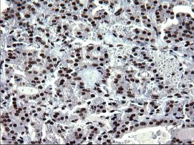 Immunohistochemistry: BMAL1 Antibody (OTI1H6) [NBP2-46544]
