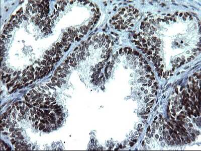Immunohistochemistry: BMAL1 Antibody (OTI1H6) [NBP2-46544]