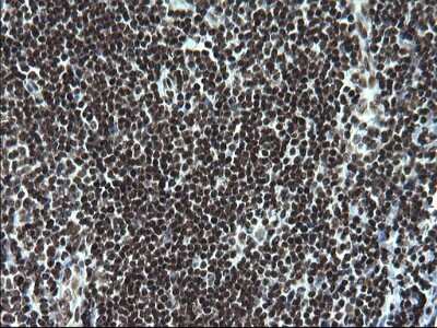 Immunohistochemistry: BMAL1 Antibody (OTI1H6) [NBP2-46544]