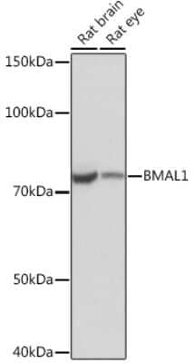 Western Blot: BMAL1 Antibody (4F5N3) [NBP3-16467]