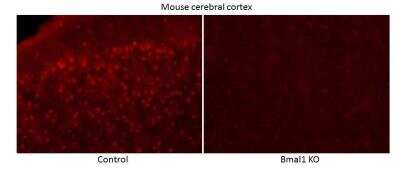 Immunohistochemistry: BMAL1 Antibody [NB100-2288]