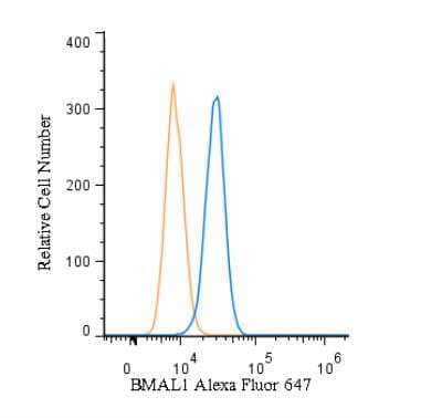 Flow (Intracellular): BMAL1 Antibody [NB100-2288]