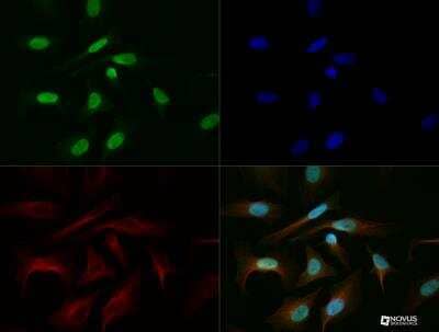 Immunocytochemistry/ Immunofluorescence: BMAL1 Antibody [NB100-2288]