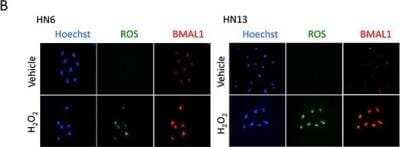 Immunocytochemistry/ Immunofluorescence: BMAL1 Antibody [NB100-2288]