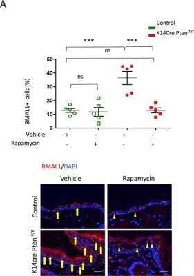 Immunohistochemistry: BMAL1 Antibody [NB100-2288]