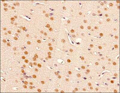 Immunohistochemistry-Paraffin: BMAL1 Antibody [NB100-2288]