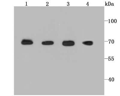 Western Blot: BMAL1 Antibody (JM17-34) [NBP2-67191]