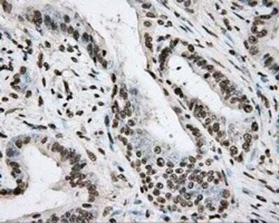 Immunohistochemistry: BMAL1 Antibody (OTI1C11) - Azide and BSA Free [NBP2-70207]