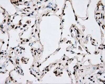 Immunohistochemistry: BMAL1 Antibody (OTI1C11) - Azide and BSA Free [NBP2-70207]