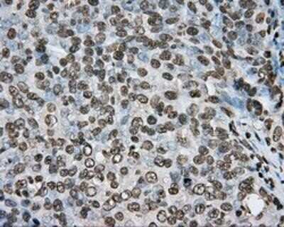 Immunohistochemistry-Paraffin: BMAL1 Antibody (OTI1C11) [NBP2-02544]