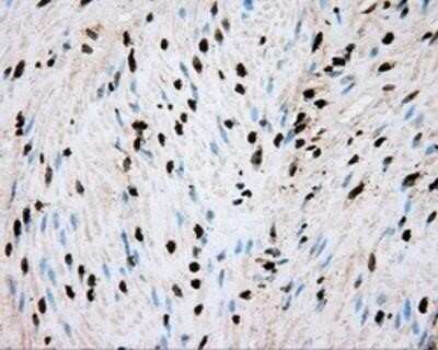 Immunohistochemistry-Paraffin: BMAL1 Antibody (OTI1C11) [NBP2-02544]