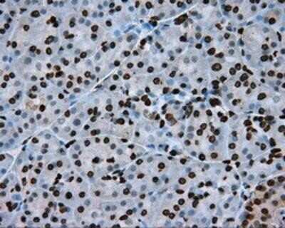 Immunohistochemistry-Paraffin: BMAL1 Antibody (OTI1C11) [NBP2-02544]
