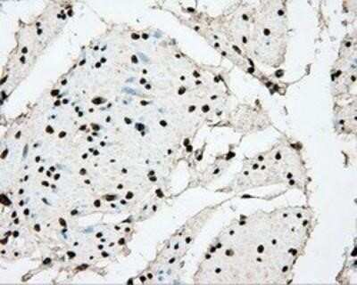 Immunohistochemistry-Paraffin: BMAL1 Antibody (OTI1C11) [NBP2-02544]