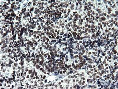 Immunohistochemistry: BMAL1 Antibody (OTI1H6) - Azide and BSA Free [NBP2-70208]