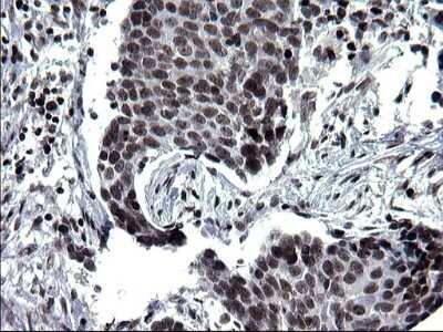 Immunohistochemistry: BMAL1 Antibody (OTI1H6) - Azide and BSA Free [NBP2-70208]