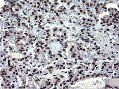 Immunohistochemistry: BMAL1 Antibody (OTI1H6) - Azide and BSA Free [NBP2-70208]