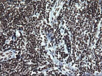 Immunohistochemistry: BMAL1 Antibody (OTI1H6) - Azide and BSA Free [NBP2-70208]