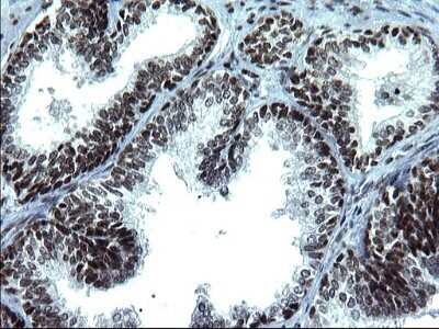 Immunohistochemistry: BMAL1 Antibody (OTI1H6) - Azide and BSA Free [NBP2-70208]
