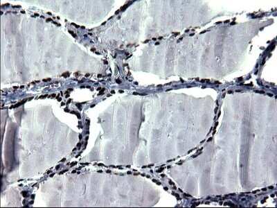 Immunohistochemistry: BMAL1 Antibody (OTI1H6) - Azide and BSA Free [NBP2-70208]
