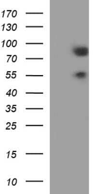 Western Blot: BMAL1 Antibody (OTI1H6)Azide and BSA Free [NBP2-70208]