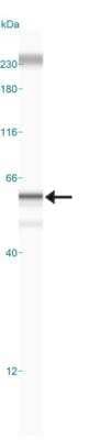 Simple Western: BMAL1 Antibody [NB100-129]