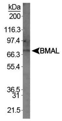 Western Blot: BMAL1 Antibody [NB100-129]