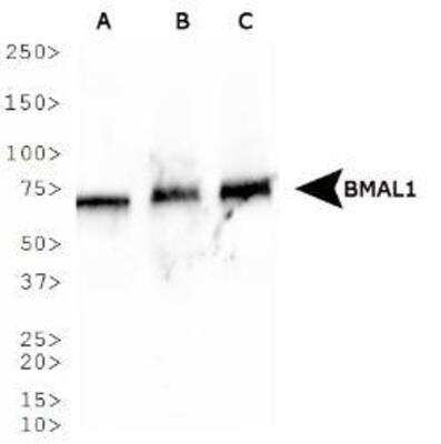 Western Blot: BMAL1 Antibody [NB100-2288]