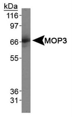 Western Blot: BMAL1 Antibody [NB100-2288]