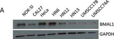 Western Blot: BMAL1 Antibody [NB100-2288]