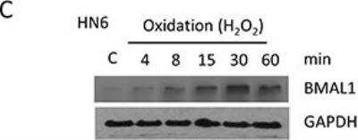 Western Blot: BMAL1 Antibody [NB100-2288]