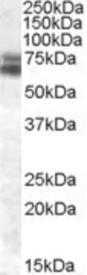 Western Blot: BMAL1 Antibody [NBP1-28802]