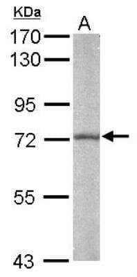 Western Blot: BMAL1 Antibody [NBP2-15599]