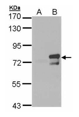 Western Blot: BMAL1 Antibody [NBP2-15599]