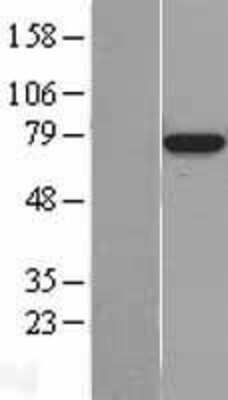 Western Blot: BMAL1 Overexpression Lysate [NBL1-07722]