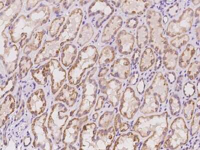 Immunohistochemistry-Paraffin: BMERB1 Antibody [NBP2-97384]