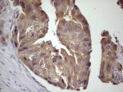 Immunohistochemistry: Bmf Antibody (OTI6F3) [NBP2-46578]