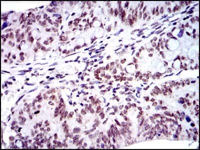 Immunohistochemistry-Paraffin: BMI-1 Antibody (3E3) - BSA Free [NBP2-22204]