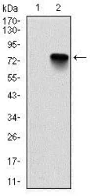 Western Blot: BMI-1 Antibody (3E3)BSA Free [NBP2-22204]