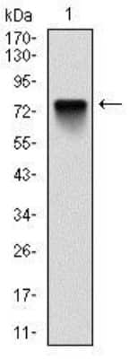 Western Blot: BMI-1 Antibody (3E3)BSA Free [NBP2-22204]